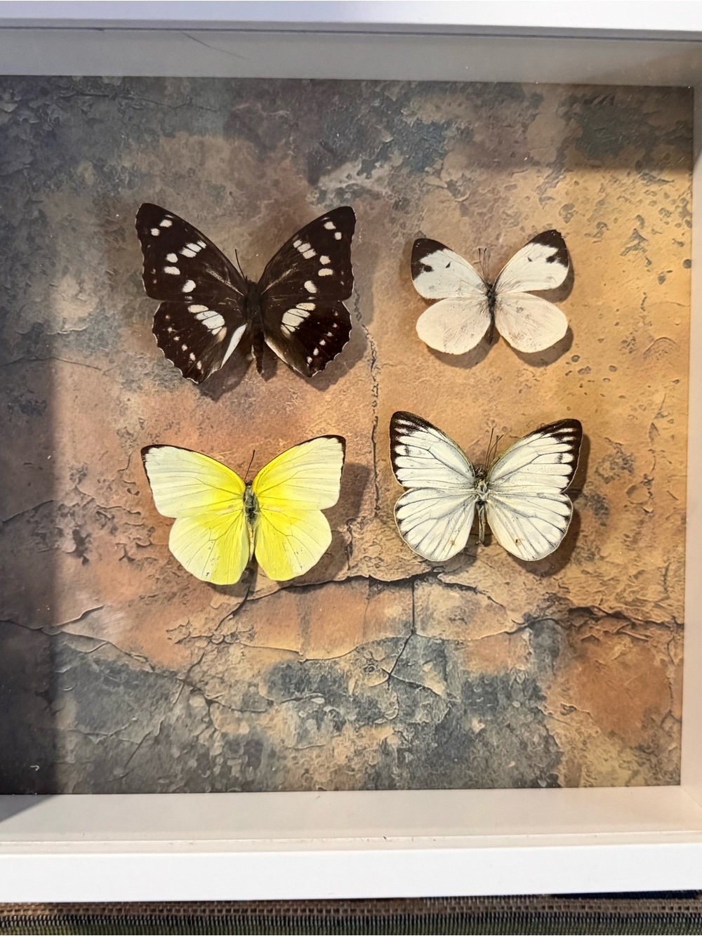 Framed Yellow and White Butterfly Wall Art